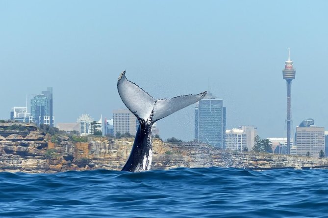 Sydney Whale-Watching Cruise Including Lunch Or Breakfast - thumb 1