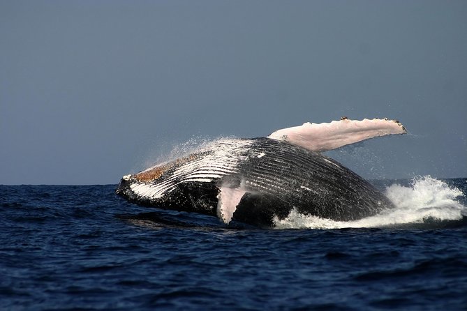 Sydney Whale-Watching Cruise Including Lunch Or Breakfast - Accommodation ACT 20