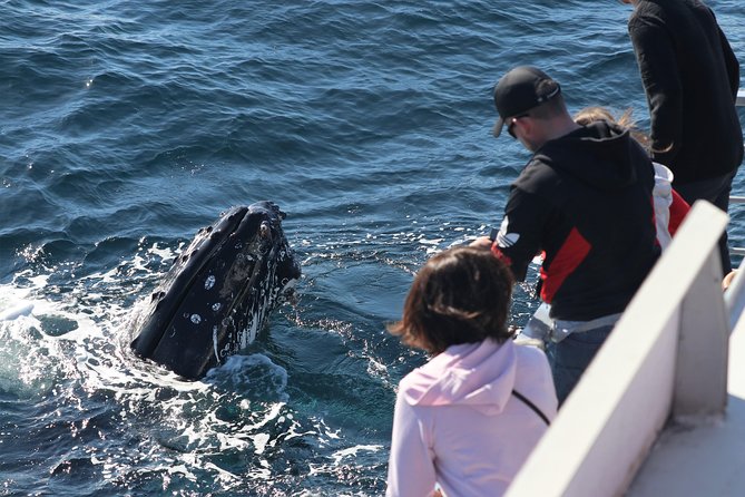 Sydney Whale-Watching Cruise Including Lunch Or Breakfast - Accommodation ACT 23