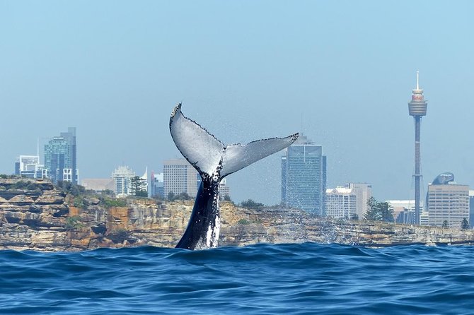 Small-Group Luxury Sydney Whale Watching Cruise - Accommodation ACT 0