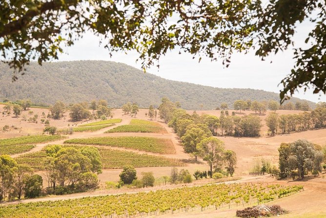 Hunter Valley Wine And Wildlife Reserve Tour From Sydney - thumb 6