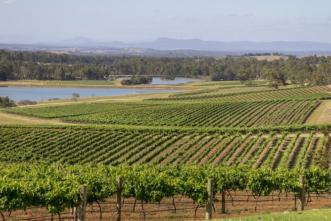 Hunter Valley Wine and Wildlife Tour from Sydney with Walkabout Wildlife Park - Wagga Wagga Accommodation