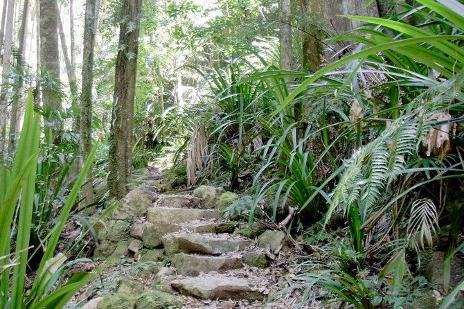 Byron Bay Hinterland Tour Including Rainforest Walk To Minyon Falls - thumb 5