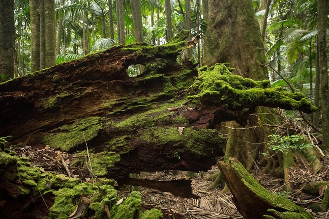 Byron Bay Hinterland Tour Including Rainforest Walk To Minyon Falls - thumb 10