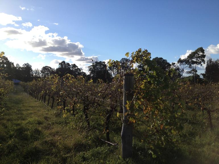 Small Group All Inclusive Hunter Valley Wine Tasting Tour From Sydney - thumb 18