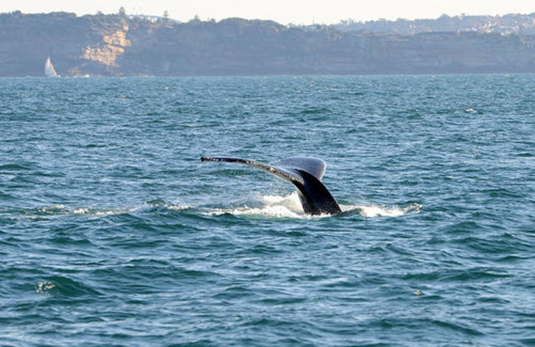 Sydney Eco Whale Watching Small Group Cruise - Accommodation ACT 8