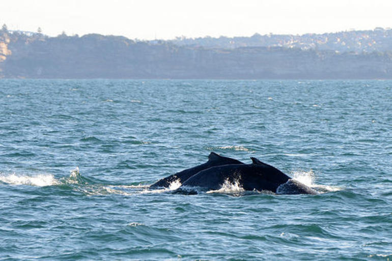 Sydney Eco Whale Watching Small Group Cruise - Accommodation ACT 9