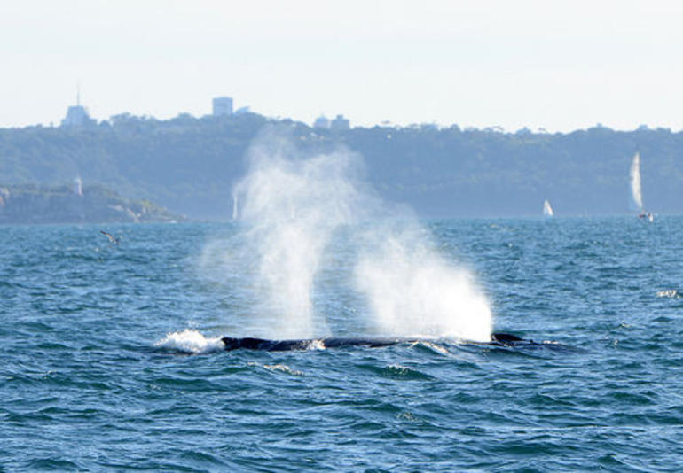 Sydney Eco Whale Watching Small Group Cruise - Accommodation ACT 4