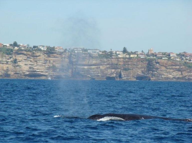 Sydney Eco Whale Watching Small Group Cruise - thumb 13