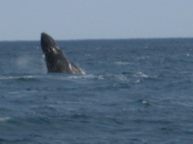 Sydney Eco Whale Watching Small Group Cruise - Accommodation ACT 3