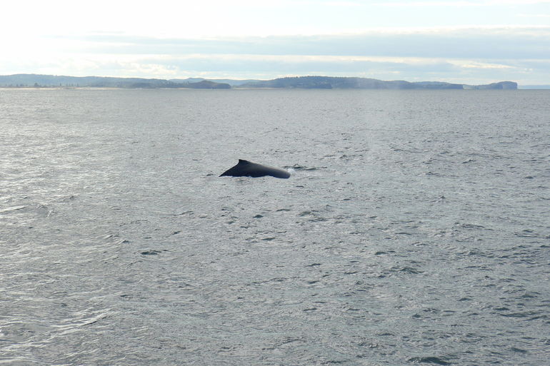 Sydney Whale-Watching Cruise - Accommodation ACT 3