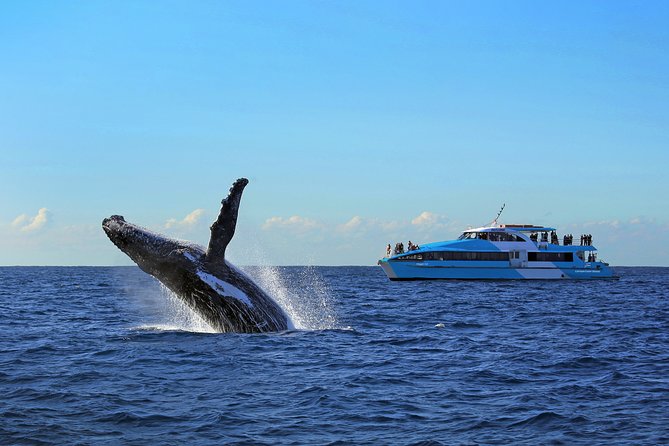 Sydney Whale-Watching Cruise - Accommodation ACT 8