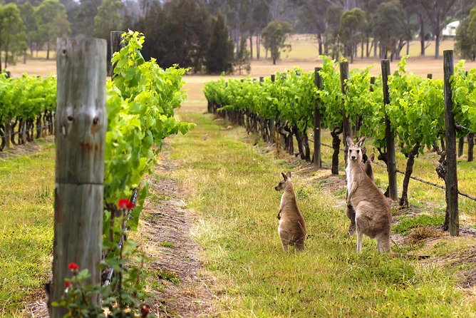 Hunter Valley Private Tour | The Ultimate Food & Wine Trail | Depart From Sydney - Accommodation ACT 6