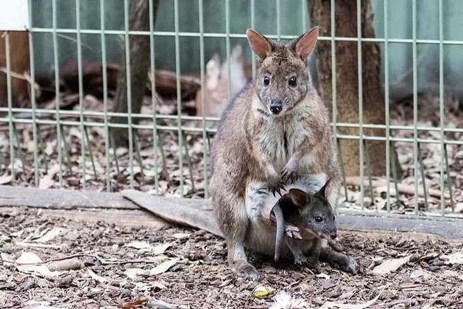 Blue Mountains Private Tour With Kangaroos & Koala Encounter - thumb 3