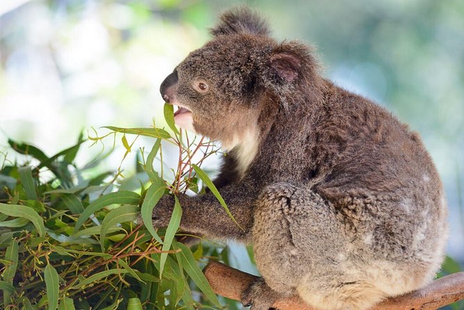 Blue Mountains Private Tour With Kangaroos & Koala Encounter - thumb 7