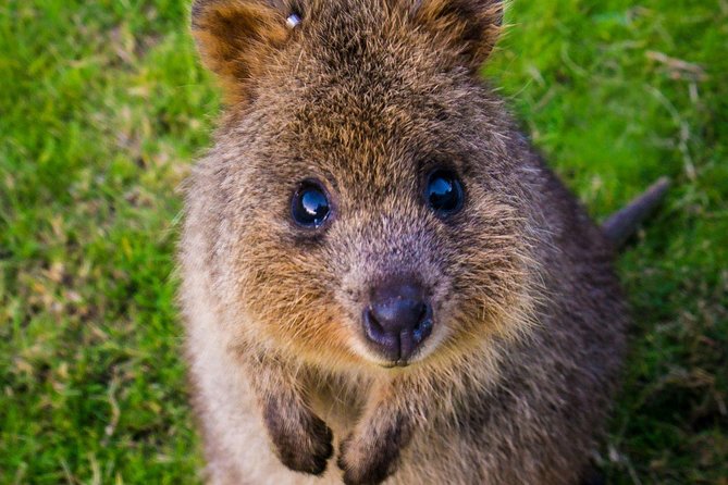 Blue Mountains Private Tour With Kangaroos & Koala Encounter - thumb 13