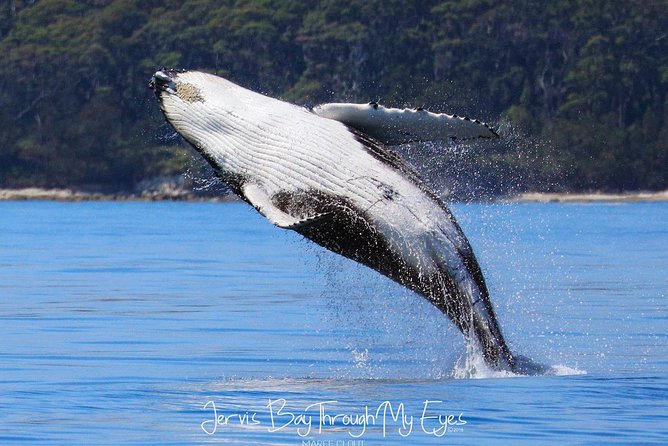 Whale Watching Jervis Bay - Redcliffe Tourism