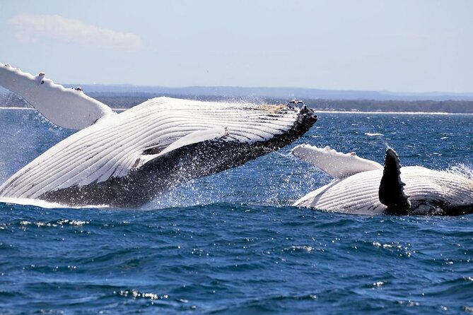 Whale Watching Jervis Bay - Attractions Perth 4