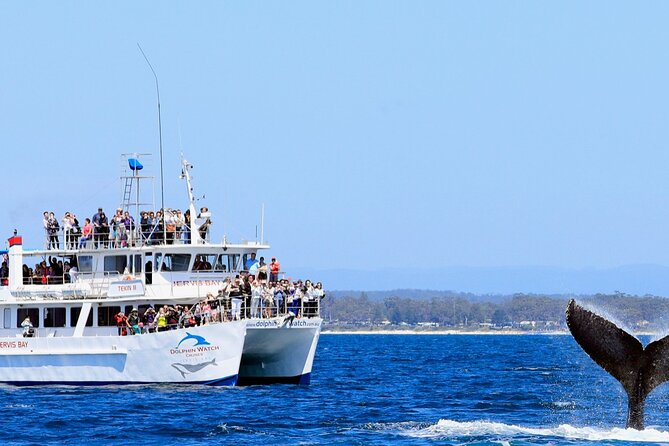 Whale Watching Jervis Bay - Attractions Perth 6