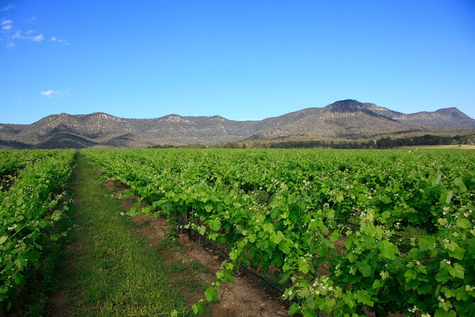 Private Luxury Tour: Hunter Valley Wineries With Cheese, Chocolate, Gourmet Food - thumb 3