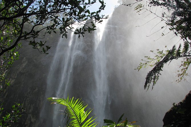 Minyon Falls Rainforest Walk - thumb 2