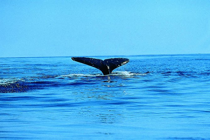 Whale Watching By Sea Kayak In Batemans Bay - Find Attractions 1