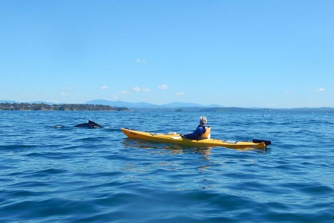 Whale Watching By Sea Kayak In Batemans Bay - Find Attractions 2