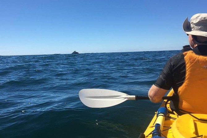Whale Watching By Sea Kayak In Batemans Bay - Find Attractions 7