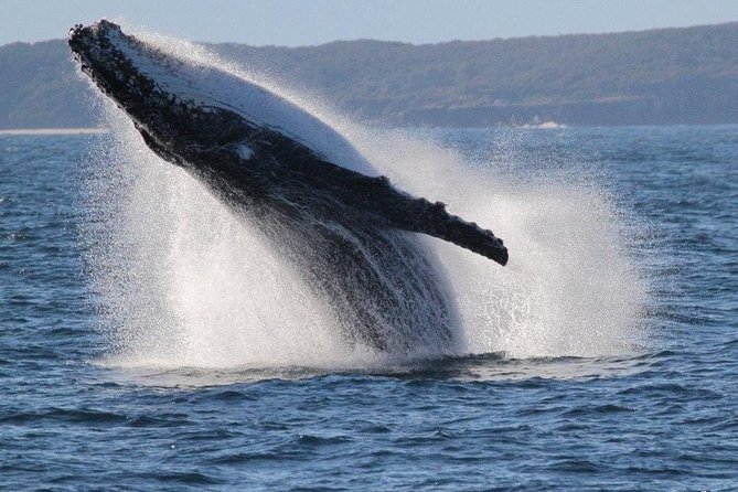 Jervis Bay Whale Watching Tour - New South Wales Tourism 