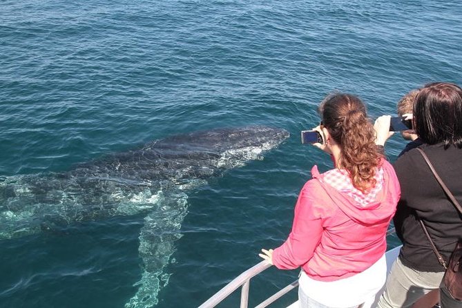 Jervis Bay Whale Watching Tour - Accommodation ACT 9