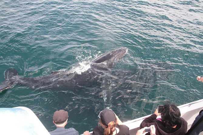 Jervis Bay Whale Watching Tour - thumb 12