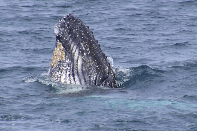 Jervis Bay Whale Watching Tour - Accommodation ACT 4