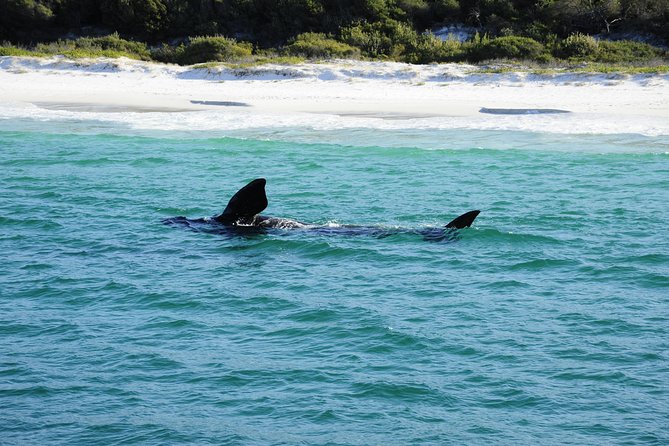 Jervis Bay Whale Watching Tour - thumb 5