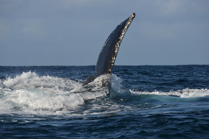 Jervis Bay Whale Watching Tour - Accommodation ACT 8