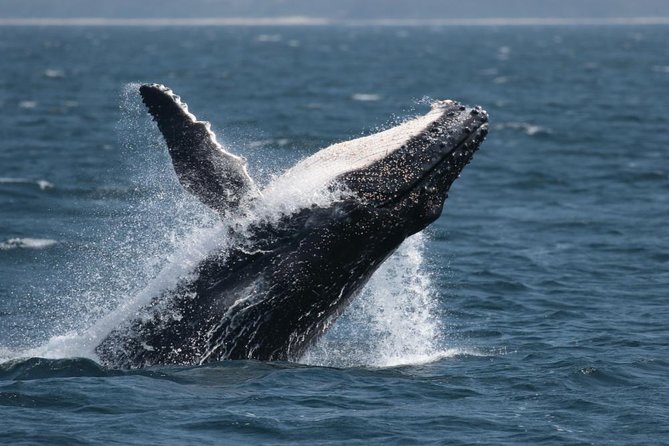 Jervis Bay Whale Watching Tour - Accommodation ACT 10