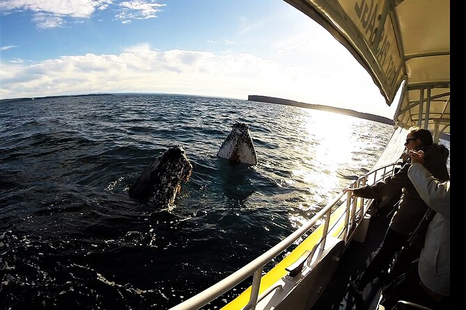 Jervis Bay Whale Watching Tour - Accommodation ACT 3