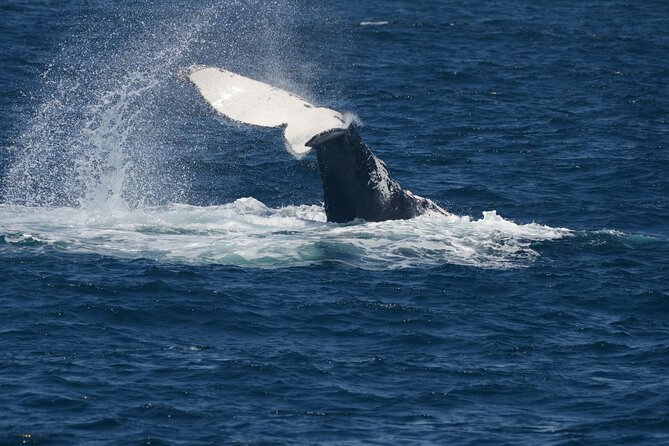 Jervis Bay Whale Watching Tour - Accommodation ACT 11