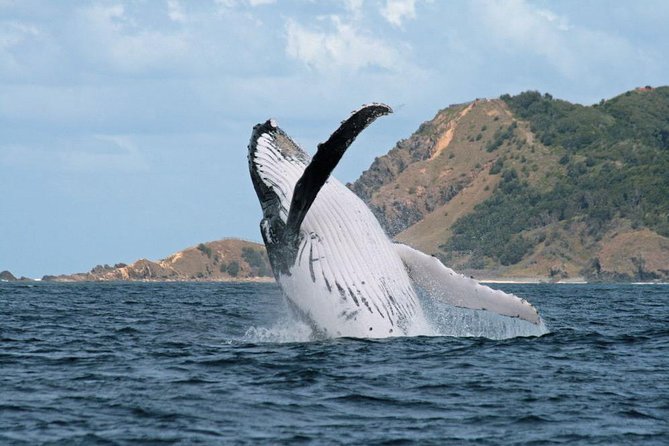 Byron Bay Whale Watching Cruise - Accommodation ACT 1