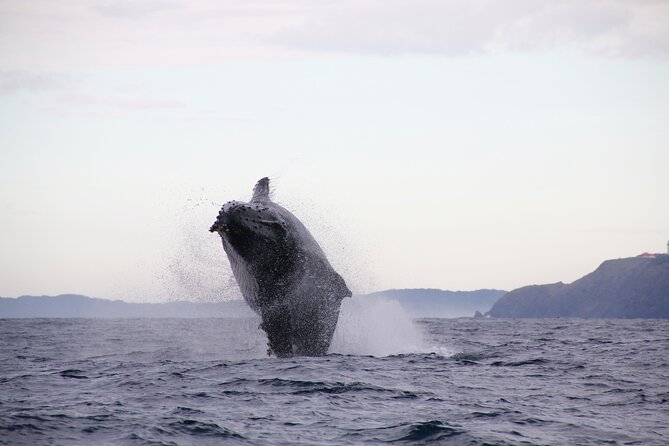 Byron Bay Whale Watching Cruise - thumb 9