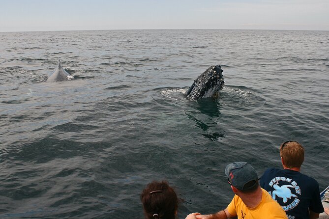 Byron Bay Whale Watching Cruise - thumb 12