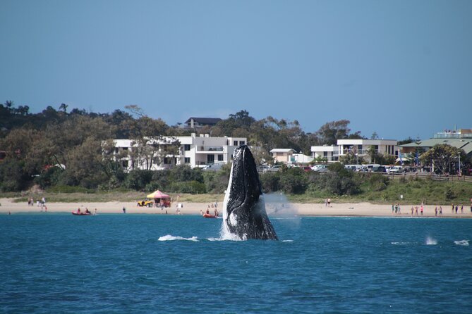 Byron Bay Whale Watching Cruise - Accommodation ACT 11