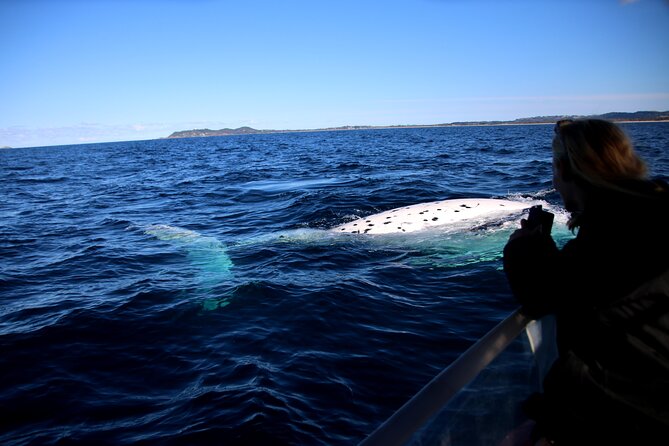 Byron Bay Whale Watching Cruise - Accommodation ACT 8