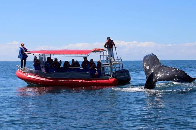 Byron Bay Whale Watching Cruise - thumb 2