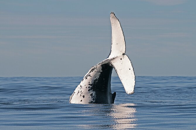 Byron Bay Whale Watching Cruise - thumb 3