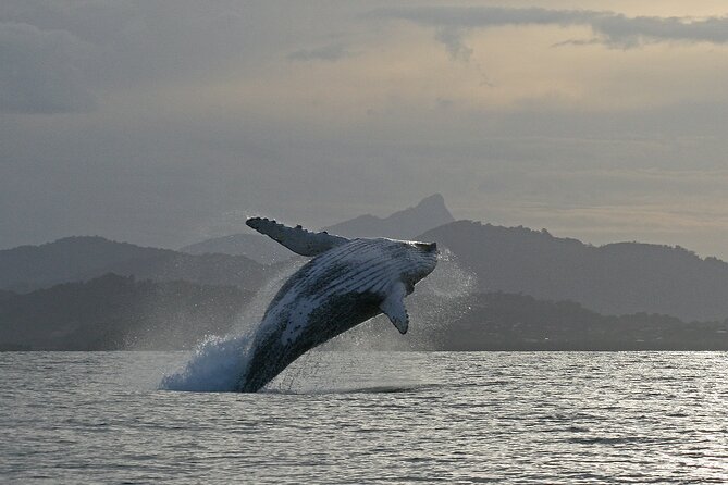 Byron Bay Whale Watching Cruise - thumb 10