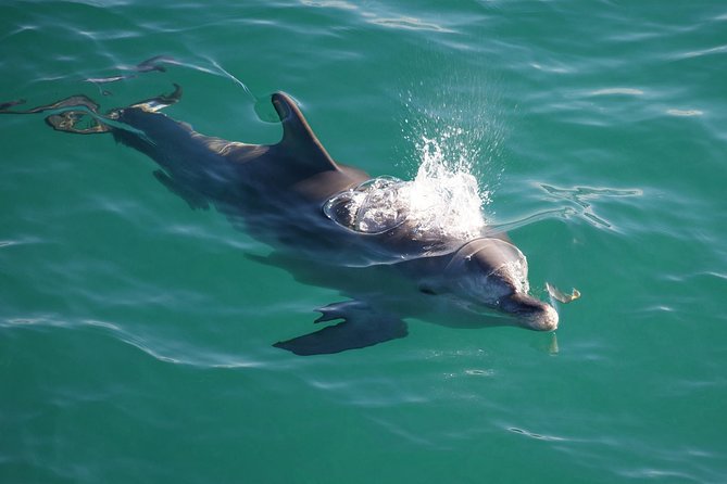 Jervis Bay Dolphin Watch Cruise - thumb 1