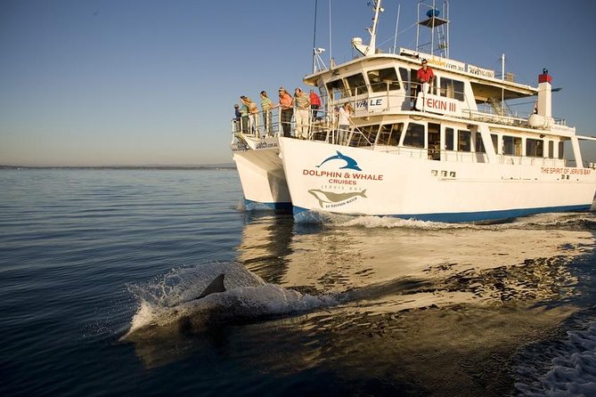 Jervis Bay Dolphin Watch Cruise - Accommodation Brunswick Heads
