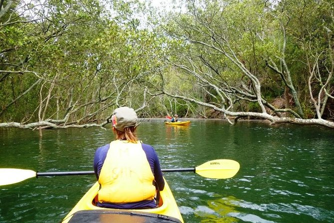 Half-Day Sydney Middle Harbour Guided Kayaking Eco Tour - C Tourism 0