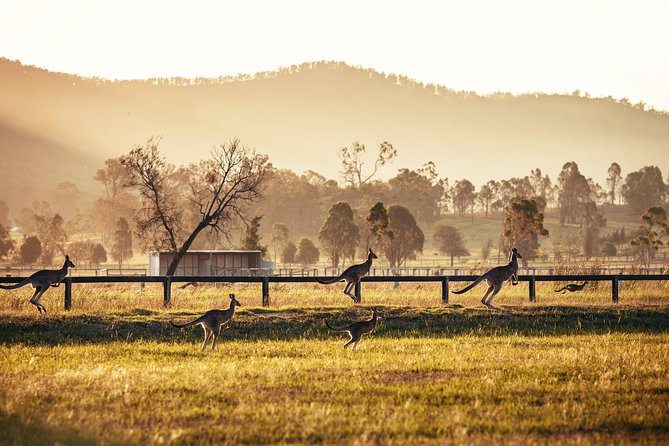 Private Luxury Hunter Valley Day Tour From Sydney - Accommodation ACT 3