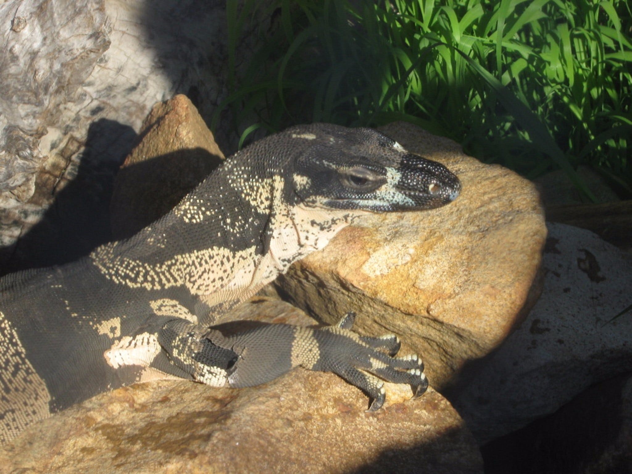 Armadale Reptile Centre - Geraldton Accommodation